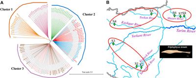 Population Structure, Genetic Diversity and Differentiation of Triplophysa tenuis in Xinjiang Tarim River